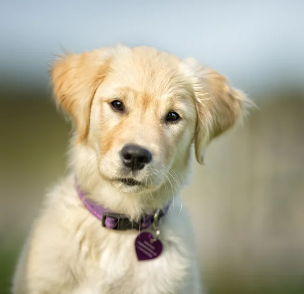 Słodkie młodych złoty Retriever — Zdjęcie stockowe