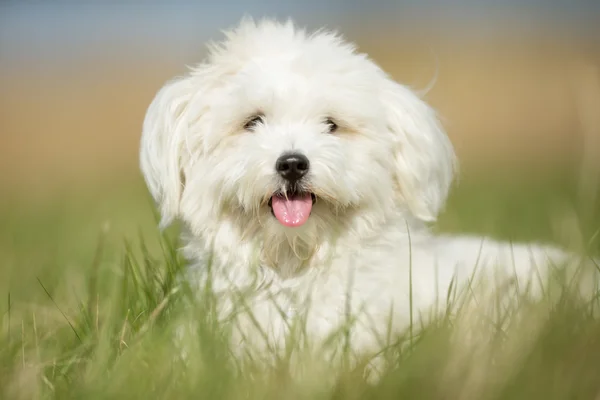 Белый пес на траве — стоковое фото