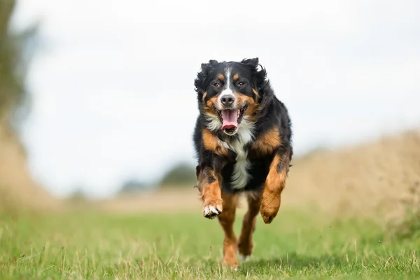 Anjing Berner Sennenhund — Stok Foto