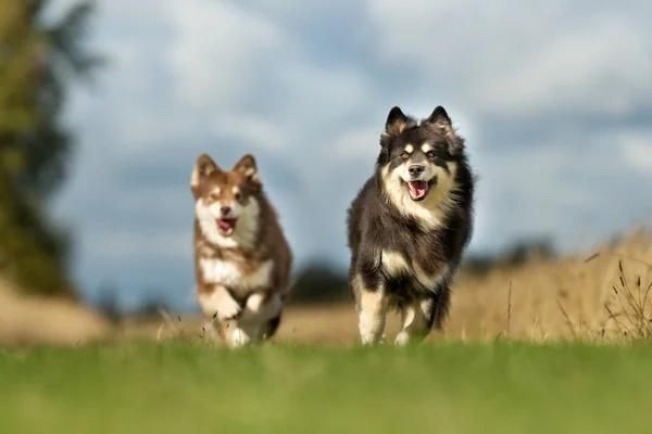 Fiński Lapphund psy — Zdjęcie stockowe