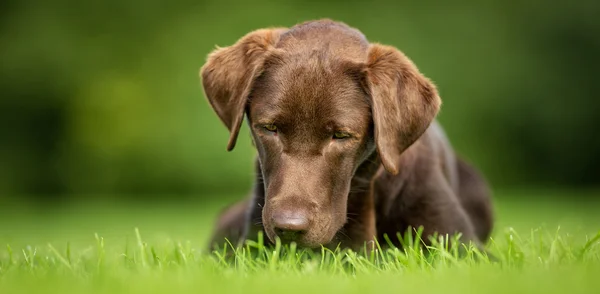 Labrador retriever cão — Fotografia de Stock