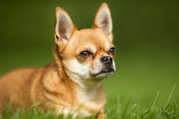 Cão misto — Fotografia de Stock