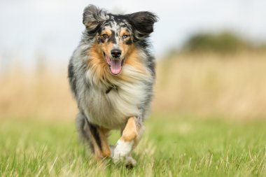 Doğada çok renkli köpek