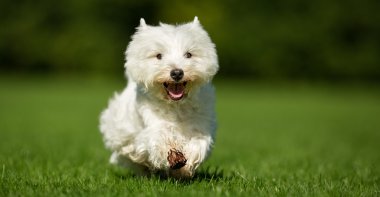 Batı İskoçya beyaz teriyer köpeği