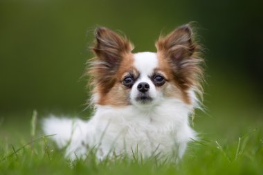 Papillon köpek açık havada doğa içinde