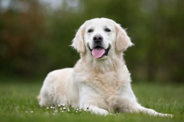 Golden Retriever köpek açık havada doğa