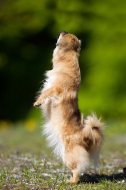 Tibet Spaniel köpek açık havada doğa içinde