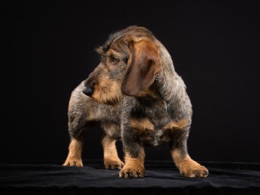 Kahverengi wirehaired dachshund