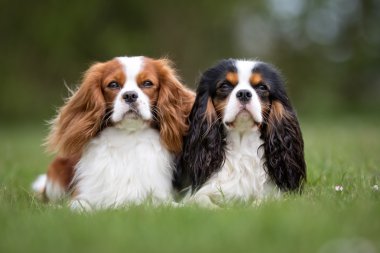 İki Cavalier King Charles Spaniel köpek açık havada doğa