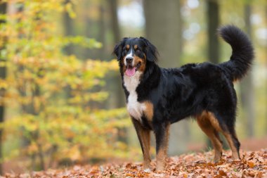 nın sennenhund köpek