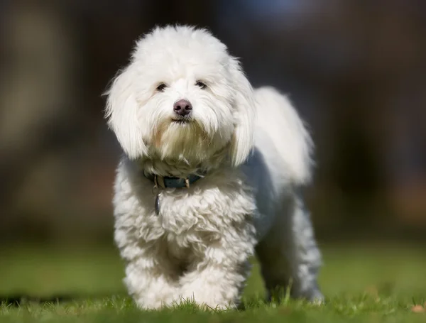 Coton de Tulear cão ao ar livre na natureza — Fotografia de Stock