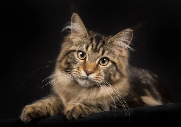 Purebred Maine Coon gatto isolato su sfondo nero — Foto Stock