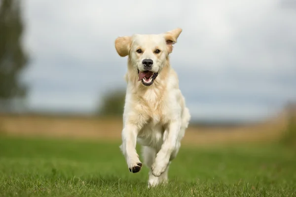 Mutlu çalışan beyaz Golden Retriever köpek — Stok fotoğraf