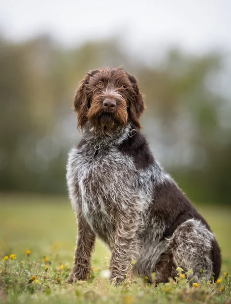 German wirehaired pointer dog outdoors in nature — Stock Photo, Image