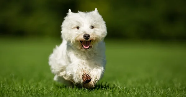 West Highland câine terrier alb — Fotografie, imagine de stoc