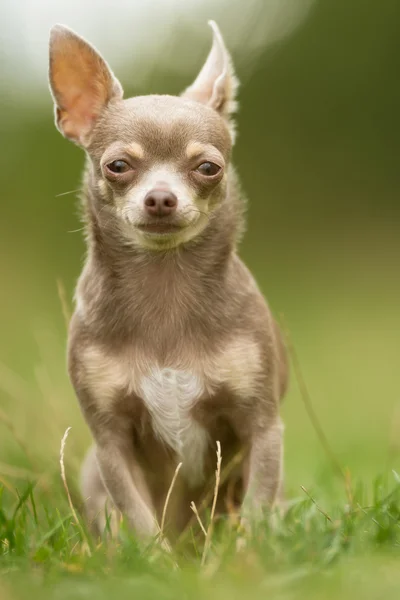 Chihuahua perro al aire libre —  Fotos de Stock