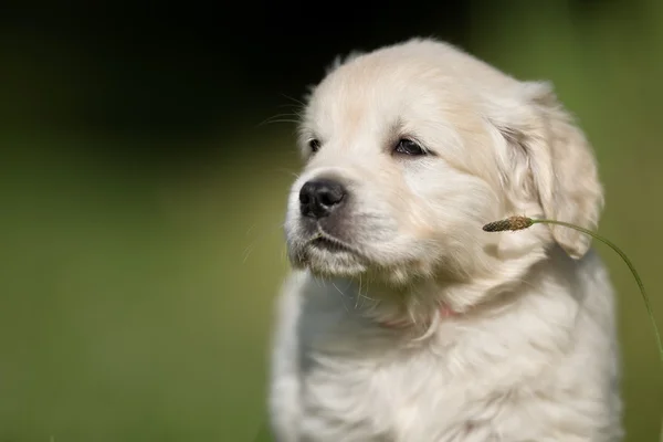 Genç golden retriever yavru — Stok fotoğraf