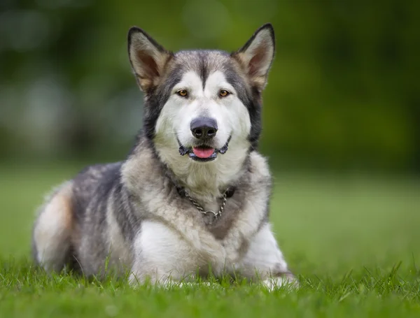 Perro de raza pura de Alaska Malamute al aire libre en la naturaleza —  Fotos de Stock