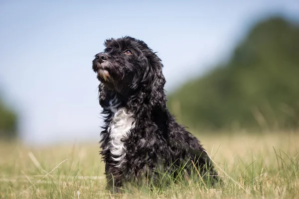 Cocker Spaniel cão — Fotografia de Stock