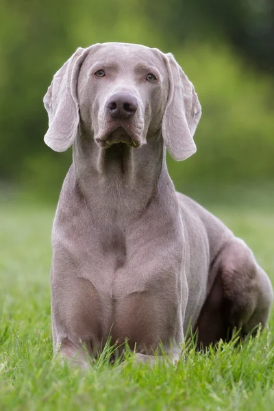 Reinrassiger Weimaraner-Hund im Freien in der Natur — Stockfoto