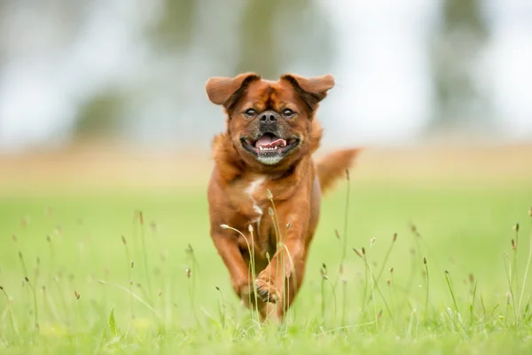 Blandet race hund - Stock-foto