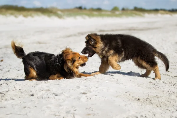 Dos perros al aire libre en la naturaleza — Foto de Stock