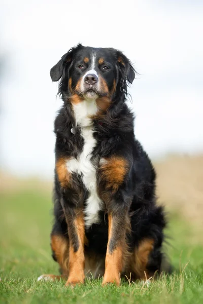 Berner Sennenhund hund - Stock-foto