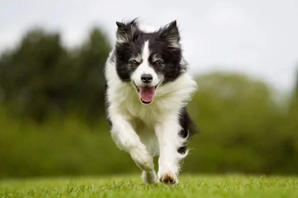 Onnellinen ja hymyilevä Border Collie koira juoksee — kuvapankkivalokuva