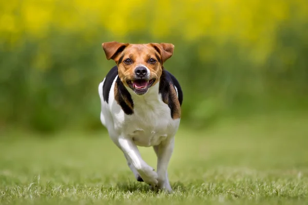 Dansk Svensk gård hund udendørs i naturen - Stock-foto