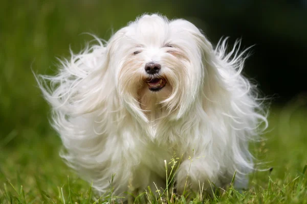 Λευκό longhaired σκύλο — Φωτογραφία Αρχείου