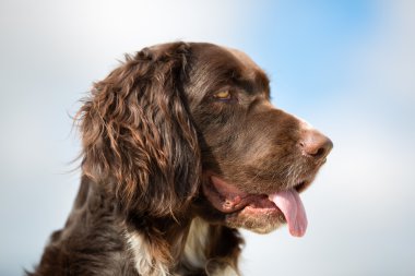 Kleiner Munsterlander köpek açık havada doğa içinde