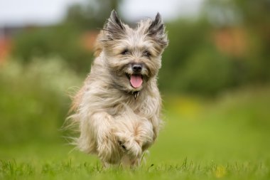 Çalışan mutlu ve gülümseyen köpek