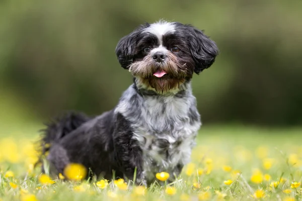 在户外比熊犬犬种去年成为 — 图库照片