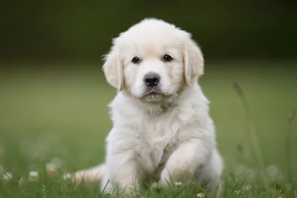 Jonge gouden retriever pup — Stockfoto