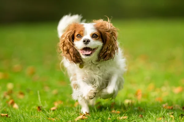 Anjing bahagia di rumput — Stok Foto