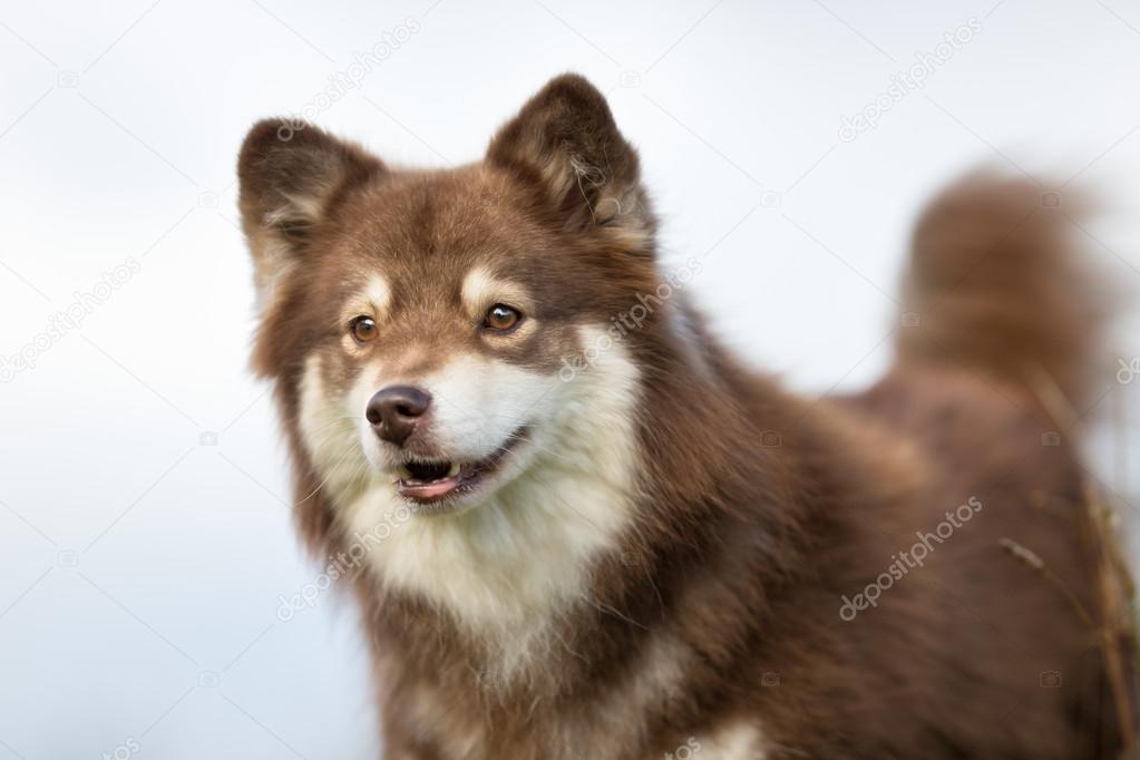 finse lappenhond hond — stockfoto © bigandt #124579250