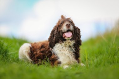 safkan springer spaniel