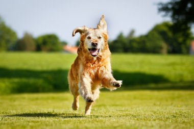 Golden retriever köpeği