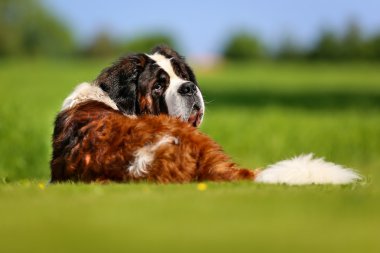 Saint bernard köpeği