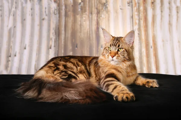 순종 고양이 — 스톡 사진