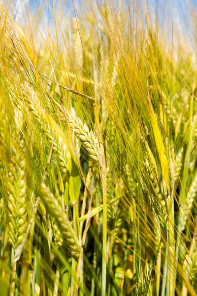 Grain field — Stock Photo, Image