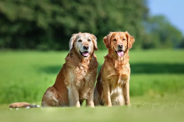 Dwa psy golden retriever — Zdjęcie stockowe
