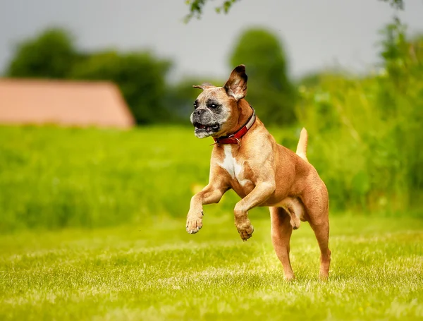 Purebred Boxer dog — Stock Photo, Image