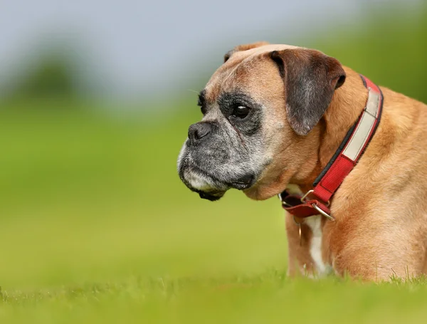 Čistokrevná boxer pes — Stock fotografie