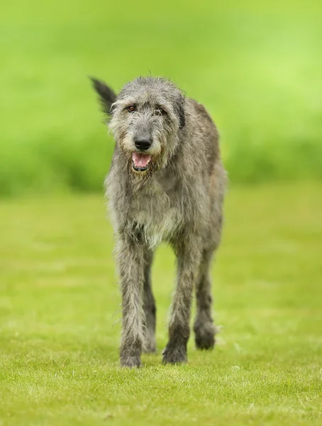 Ιρλανδικό wolfhound σκυλί — Φωτογραφία Αρχείου