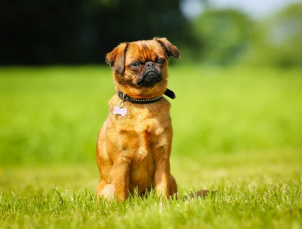 Kleine bruine hond — Stockfoto