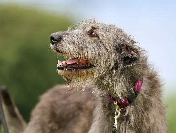 Irish Wolfhound dog — Stock Photo, Image