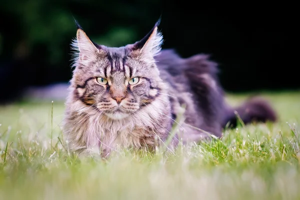 Yerli kedi — Stok fotoğraf