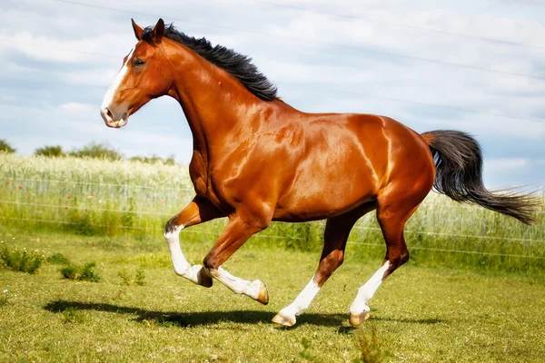 Running purebred horse — Stock Photo, Image