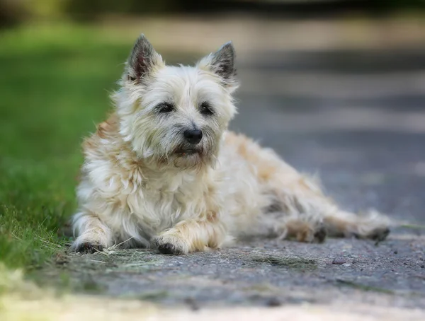 Hond liggen in de schaduw — Stockfoto